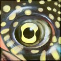Augenblick einer europäischen Sumpfschildkröte; Acryl auf Leinwand;
30 x 30 cm